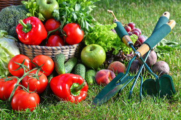 Variety of fresh organic vegetables and fruits in the garden