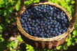 Berries of ripe juicy bilberry in a wattled basket in the summer in the wood
