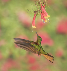 Wall Mural - Chestnut Breasted Coronet - A Chestnut Breasted Coronet hummingbird hovers to extract nectar from a flower.