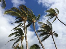 Palm Trees Blowing On A Windy Day #2