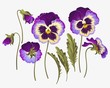 Set of pansy flowers