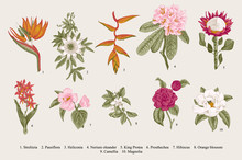Exotic Flowers Set. Botanical Vector Vintage Illustration. Design Elements. Colorful.
