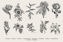 Exotic Flowers Set. Botanical Vector Vintage Illustration. Design Elements. Black And White