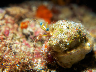 Wall Mural - hermit crab under the sea