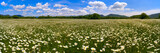 The field of daisies on a Sunny day. Panorama .