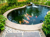 koi fish in koi pond in the garden