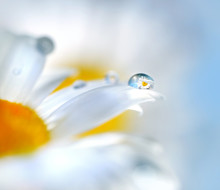 Chamomile Flowers And Drop Of Water