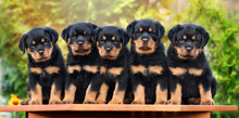 Five Rottweiler Puppies Sitting In A Row Together