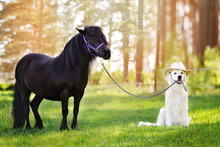 Golden Retriever Dog In A Cowboy Hat Holding Pony On A Leash