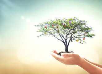 Sticker - World environment day concept: Human hands holding fruitful tree over blurred green nature background