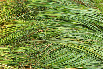 Bunches of wet green grass with water drops