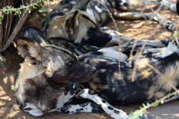 Wall Mural - african wild dogs