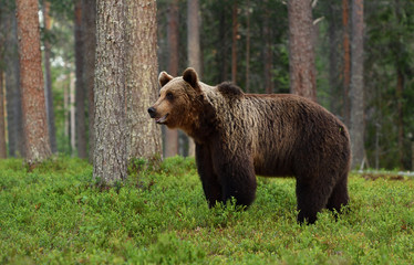 brown bear in forest in the summer