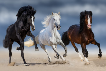  Trzy konie z długim biegiem grzywa galopują w piasku