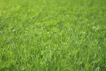 A nice pure green view from a natural place