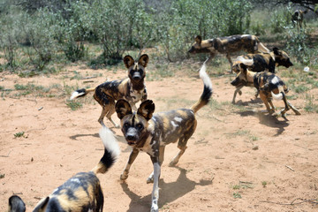 Wall Mural - african wild dogs