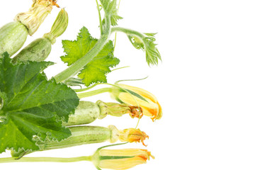 Wall Mural - Fresh zucchini, green branch with leaves and blossoms, on white background.