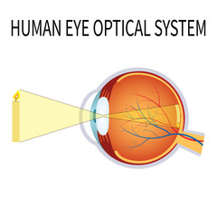 Wall Mural - Illustration of the human eye optical system.