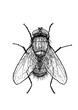 engraved, drawn,  illustration, insect, fly, greenbottle, house fly