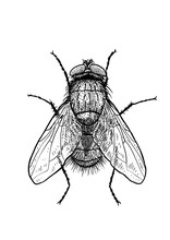 Engraved, Drawn,  Illustration, Insect, Fly, Greenbottle, House Fly