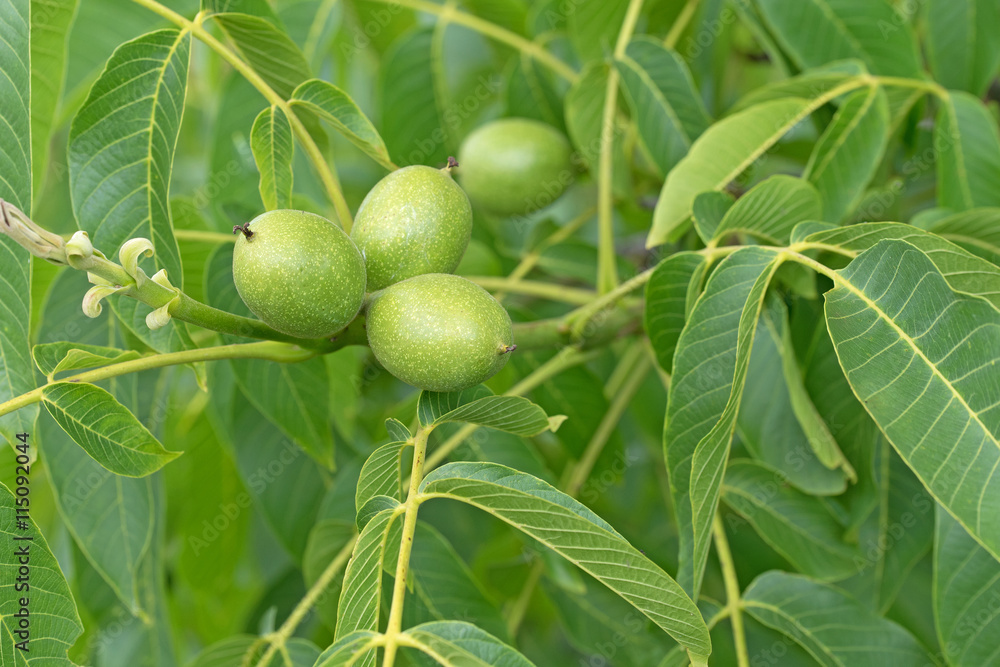 Foto de Stock Echte Walnuss, Juglans regia | Adobe Stock