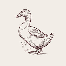 Graphic Illustration - Poultry Duck.