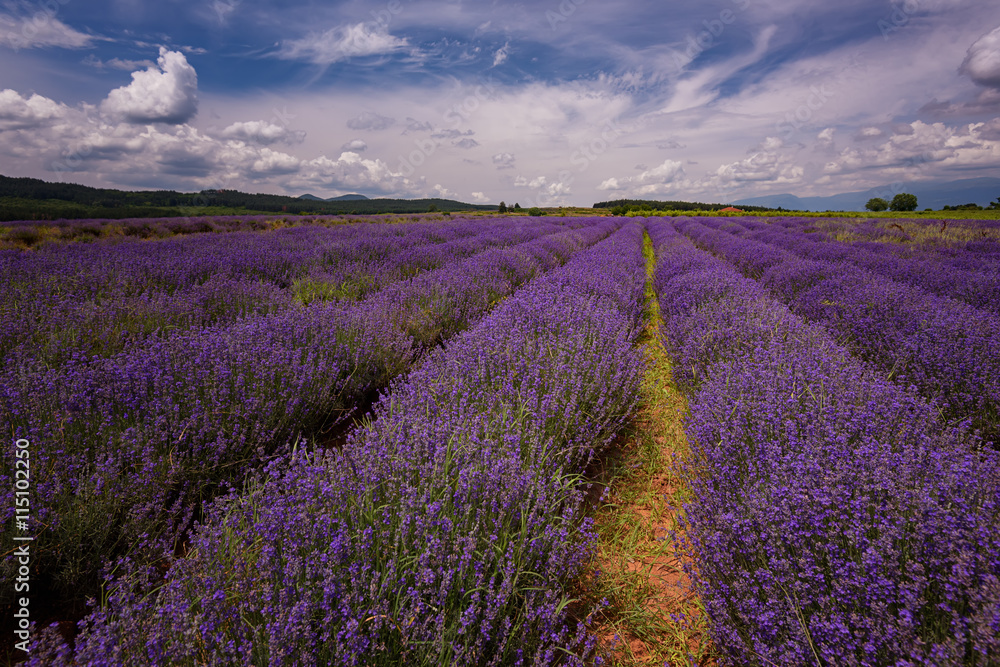 Lavender field at the end of June, near Kazanlak, Bulgaria - obrazy, fototapety, plakaty 