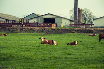 Cows grazing on a lovely green pasture