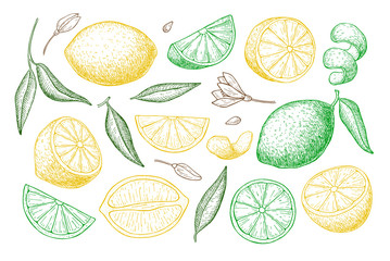 Wall Mural - Vector hand drawn lime or lemon set.