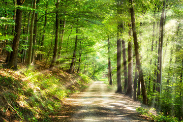 Grüner Wald im Sommer mit Sonnenstrahlen