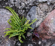 fern on stone wall