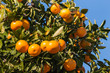 closeup of clementines ripening on tree