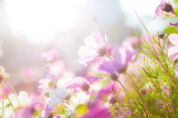Wall Mural - cosmos flowers in sunset