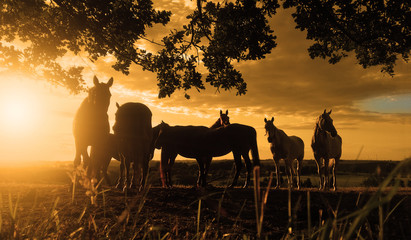 Fotoroleta stado słońce wioska koń