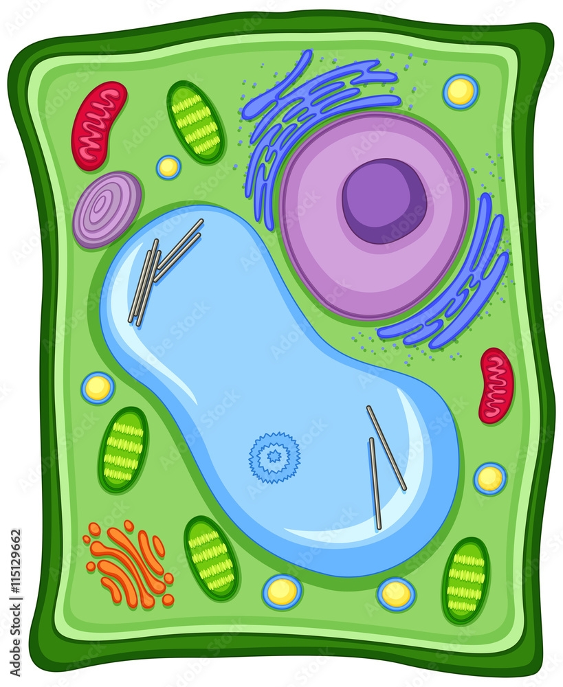 Plant cell with cell membrane Stock Vector | Adobe Stock