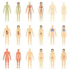 set of human organs and systems