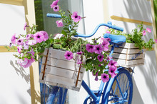 Old Bicycle With Flowers Box In Summer