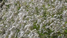 Gypsophila Paniculata Common, Small White Flowers Bush, Also Known As Tumbleweed Or Baby’s Breath, Trembling, Shaking In The Wind, Selective Focus