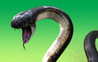 Close-Up 3d King cobra snake isolated on green background, cobra snake