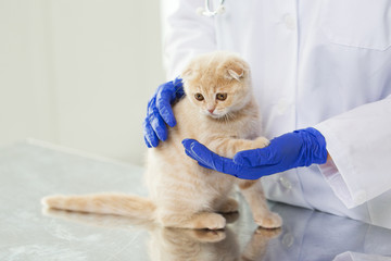 Wall Mural - close up of vet with scottish kitten at clinic