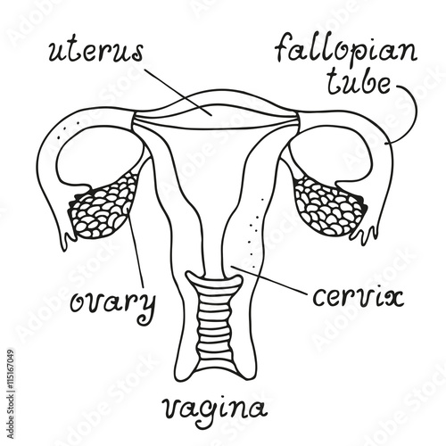 Uterus and ovaries anatomy Buy this stock vector and explore similar