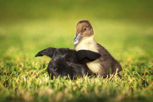 Little Duckling With A Rabbit In Summer