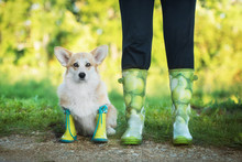 Little Dog With Its Owner Wearing Rubber Boots