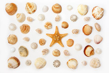 Composition Of Exotic Sea Shells And Starfish On A White Background.