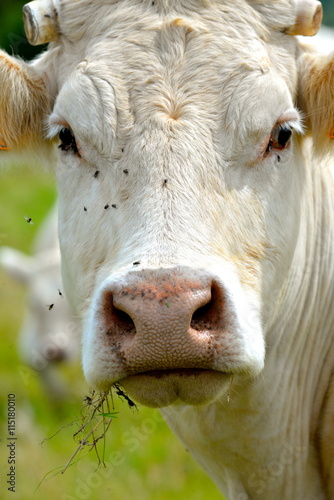 Tete De Vache Charolaise Stock Photo Adobe Stock Tete De Vache Charolaise Stock Photo Adobe Stock