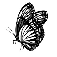 Butterflies Design