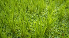 Evenly Spaced Clusters Of Lowland Rice Stalks In The Bed Of A Drained Paddy, Interspersed With Other Green, Leafy Plants On A Farm In Southeast Asia. Video UltraHD