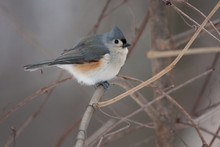 Tufted Titmouse On A Natural Perch