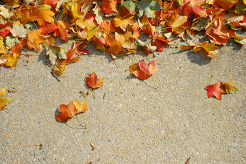 Wall Mural - fallen colorful leaves on the ground in autumn