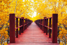 Wooden Bridge & Autumn Forest.